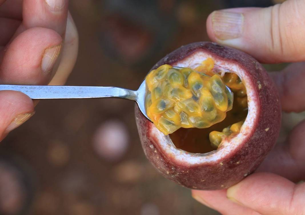 'Aşk meyvesi'ne yatırım yaptılar, mutluluktan havalara uçtular! Yurt dışından gelip kasa kasa alıyorlar, çok para kazandırıyor 10